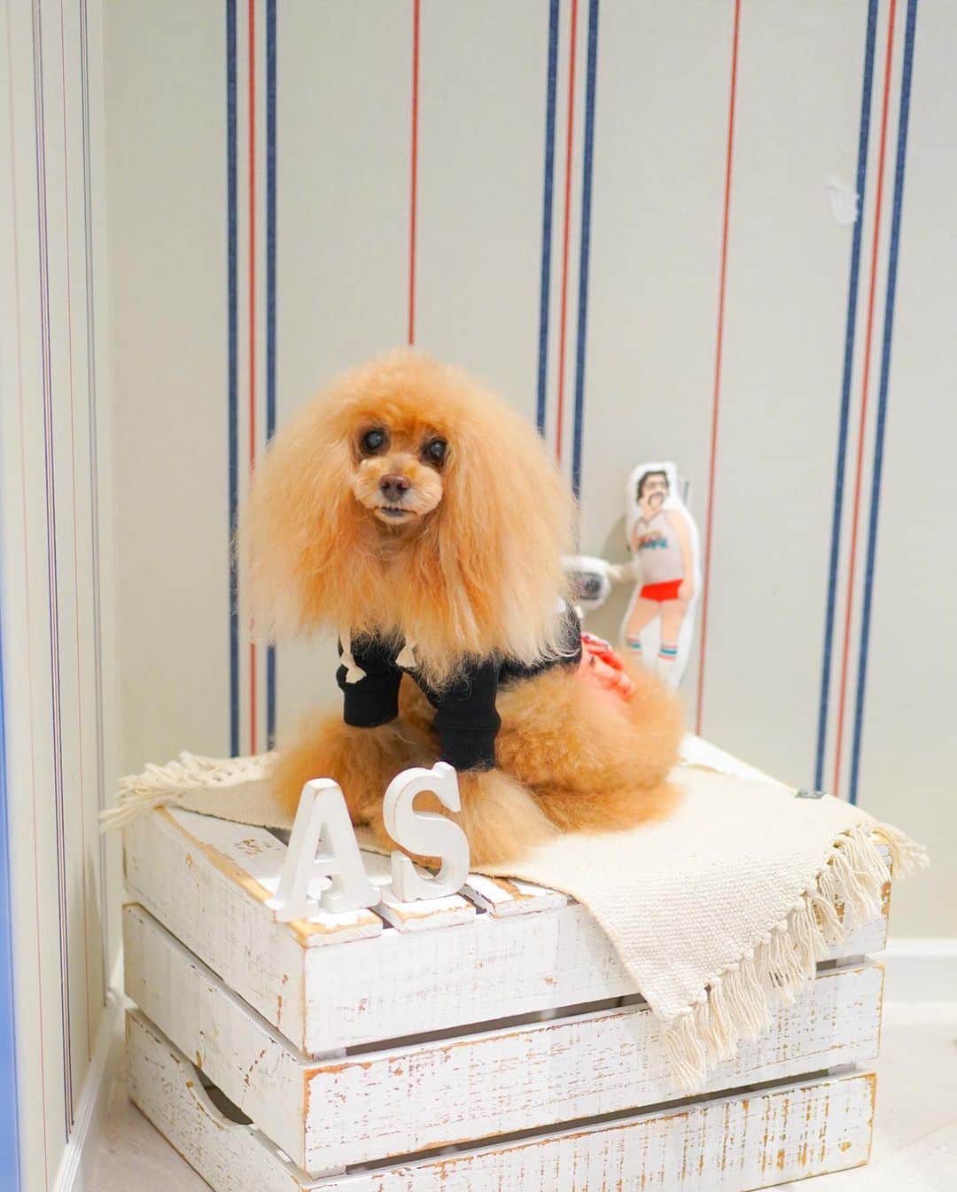 Toypoodle Mikuru?Asakusa Tokyoさんのインスタグラム写真 - (Toypoodle Mikuru?Asakusa TokyoInstagram)「20210116 Saturday. 【Mikuru information🌟】 @asknowasdewan_marronniergate 2021年 初お仕事みきゅるん☺️ . ❶-❹ 枚目 ⭐️NUSUALワッペンPK ⭐️ W00748 / ¥7,900+tax レッド / ブラック 2色展開 みきゅるんはブラックを予約してました💓 首周りゆったりで、脱着もしやすいです。 フードの裏地の赤いバンダナ柄がとても可愛い❤️ 展示会の時に一目惚れでした🥰  ✅オフィシャルサイトの紹介より 「くっきりとプリントされた『SAME　AS　USUAL』には『いつもと一緒』は決して簡単な事じゃない。愛する家族や仲間といつも通りに過ごせますようにと思いをメッセージに託しました。」  コロナ禍で思うようにお友達と会えなかったり🥺 お出掛けも旅行もままなりません😢 おそらく元の生活に戻れるにはまだまだ時間かかりそう........ もしかしたら、元とは違った違った生活になっちゃうかも😢 違った形になったとしても、いつも一緒にいられますように💖  ❺ 枚目 レッドも可愛いですよ❤️  みくるは3キロほどで普段サイズ1を着用しております。 ご参考になれば幸甚です☺️ . ............................................ 在庫やサイズ相談など詳細は @asknowasdewan_marronniergate にお問合せください☺️ ............................................  以上、Mikuru information でした🌟 . #asknowasdewan #asknowasdewan公式アンバサダー #マロニエゲート銀座 #第17期PPモデル」1月16日 19時17分 - purapura299