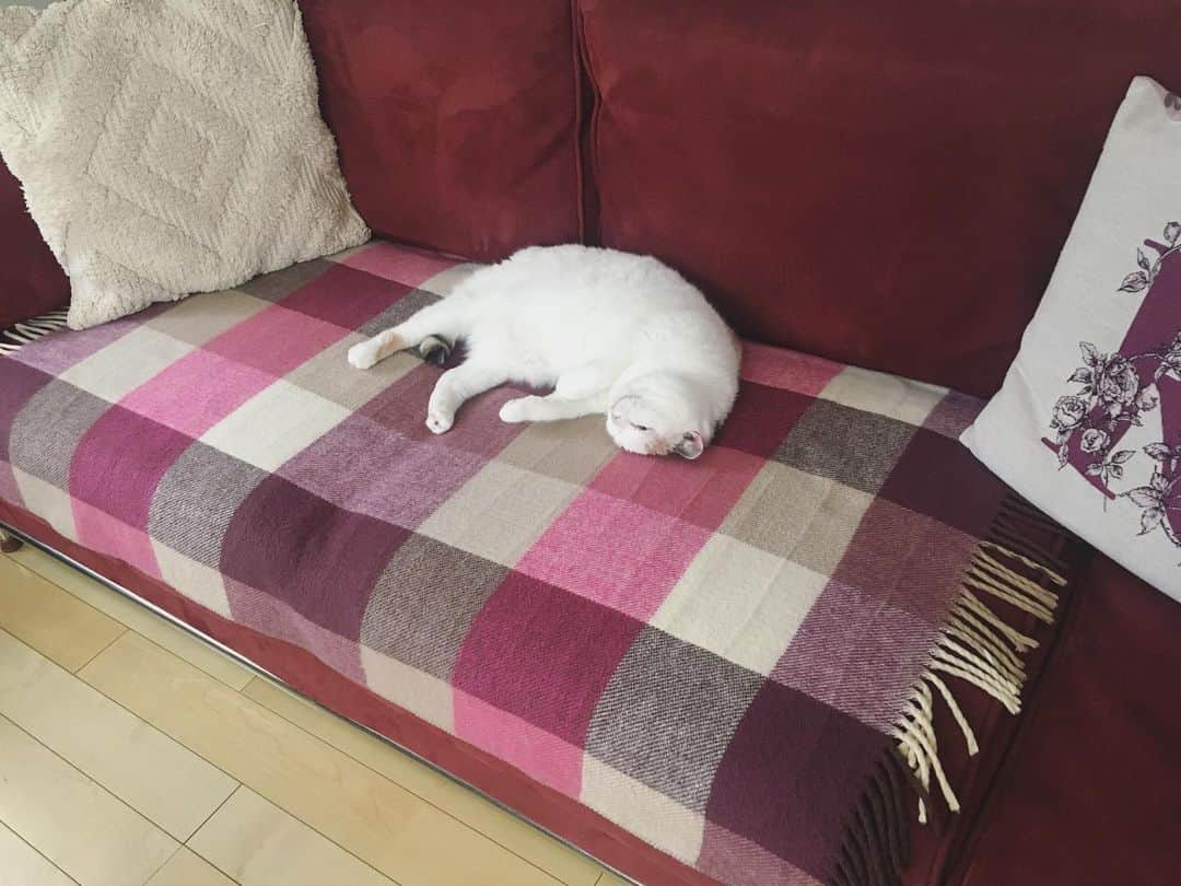 ありす & まりあのインスタグラム：「New blanket is warm and comfy. ✨あたらしい電気毛布きた♪」