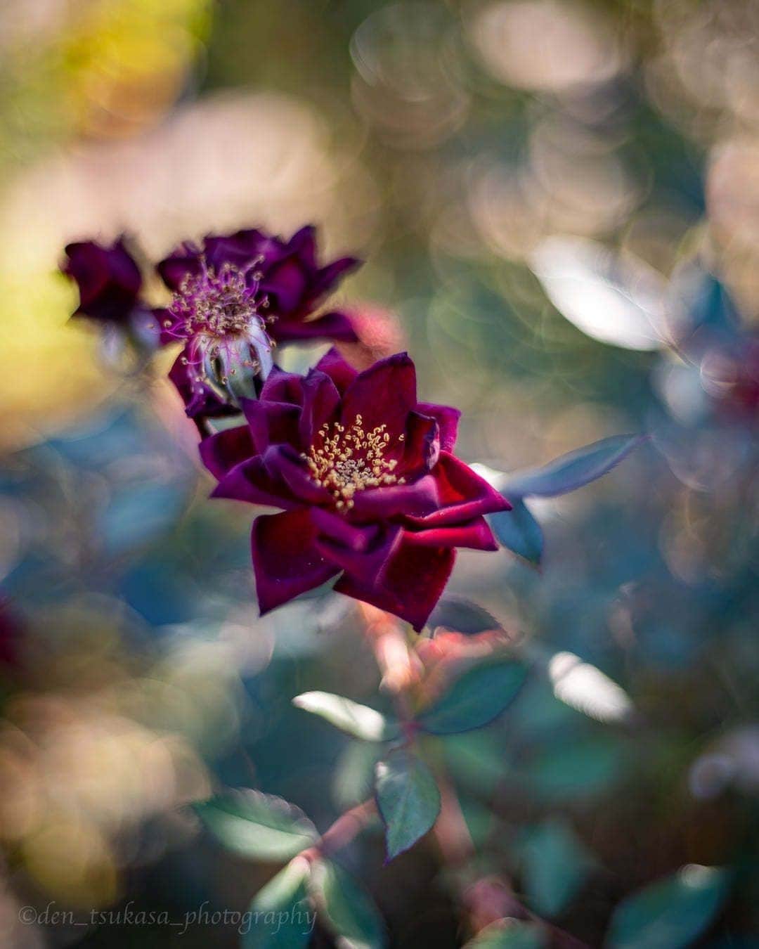 花の写真館のインスタグラム：「Photo by Den Tsukasa.⠀ .⠀ Original Post[投稿いただいたURL]⠀ https://www.facebook.com/photo.php?fbid=1251953198596752⠀ .⠀ 本アカウントは、 #私の花の写真 をつけてInstagramに投稿された皆さまの花の写真や、「花の写真館」Facebookページで投稿された花の写真を紹介します。⠀ 「花の写真館」Facebookページは、「 @floral.photograph 」のプロフィールにあるURLからご覧ください。⠀ .⠀ ※各自、政府、自治体など公的機関の指示に従った行動をお願いします。⠀⠀ 東京カメラ部および分室では、写真を「見る楽しみ」を提供することを通して、微力ながら皆様にわずかな時間でも癒しをお届けしたいと思っております。⠀ ※本アカウントは東京カメラ部がFacebook、Instagramのサービスを利用して運営しているもので、Facebook社・Instagramとは一切関係ありません。⠀ .⠀ #花の写真館 #floralphotograph #floralphoto #flower #flowers⠀ Follow: @floral.photograph」