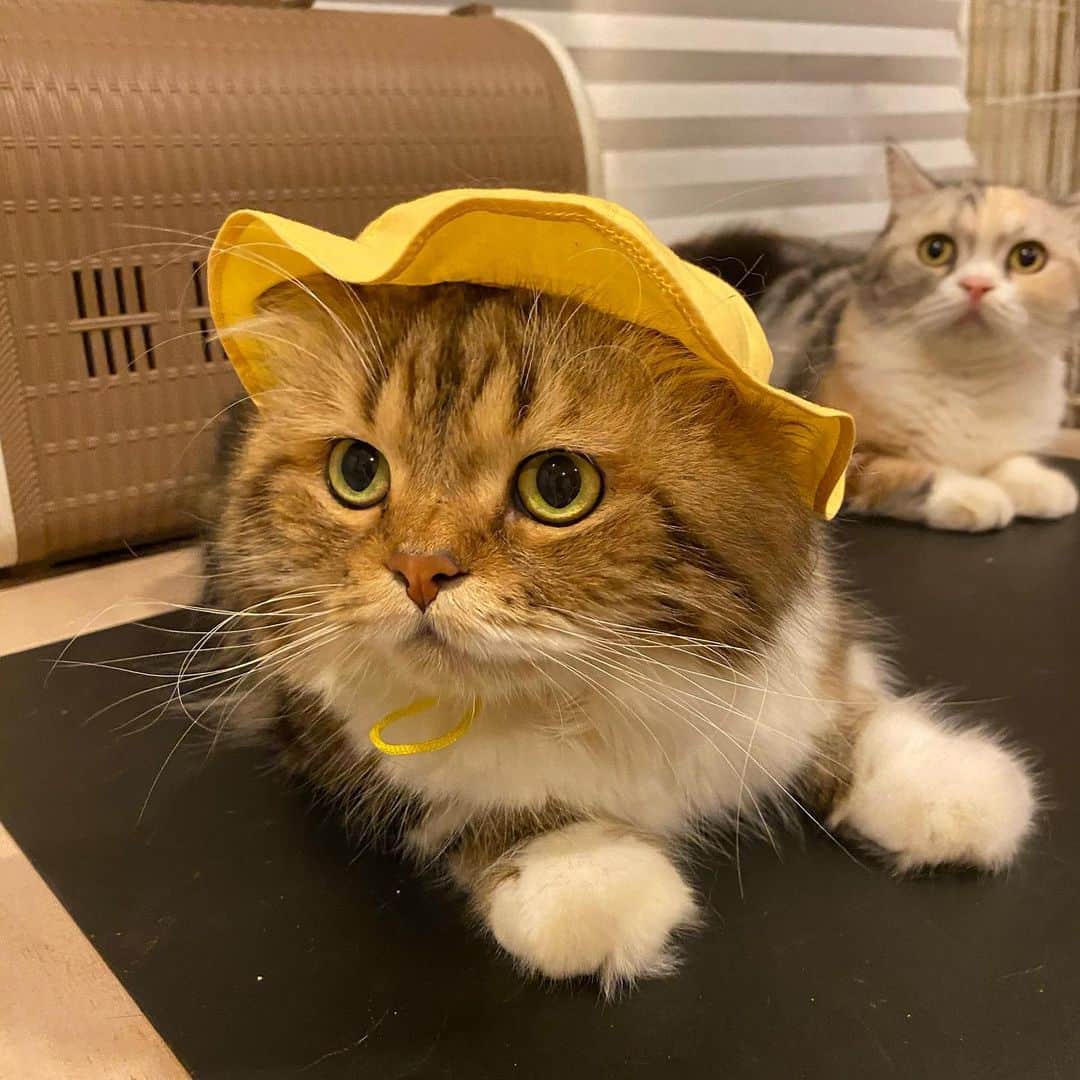 Haruのインスタグラム：「Baby Alfie ready for school. เด็กชายอัลฟี่รายงานตัวคับผม 🚌」