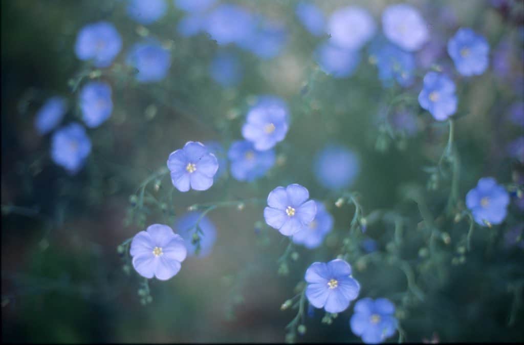 Naomiのインスタグラム：「春が待ち遠しい  #nikonf3 #nao1223film」