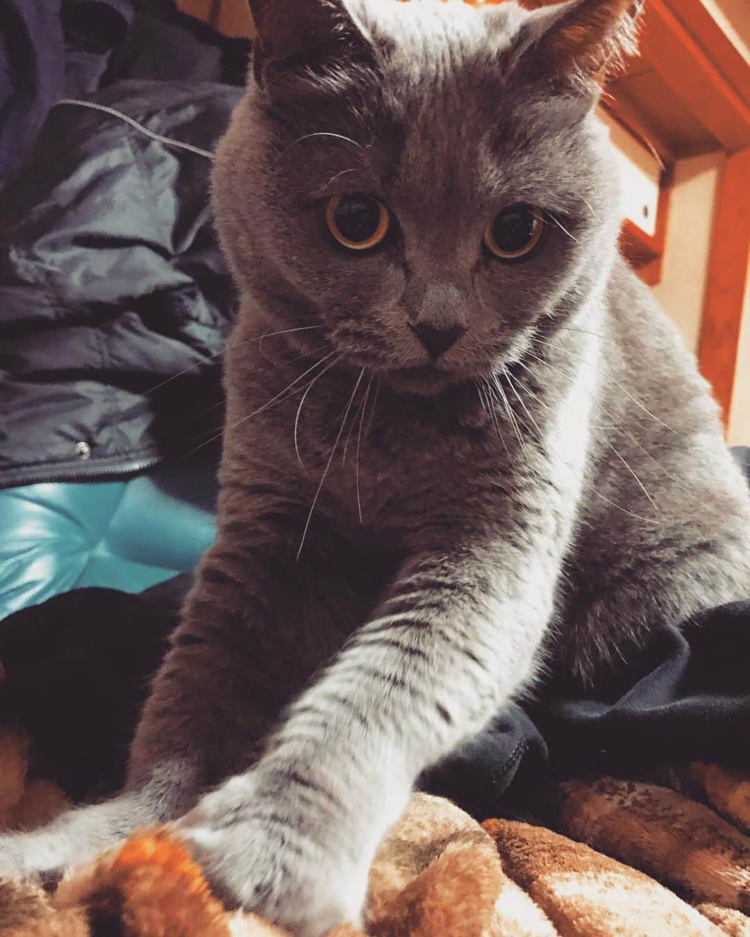 チキン南蛮カレーのルウ王子のグルメインスタ