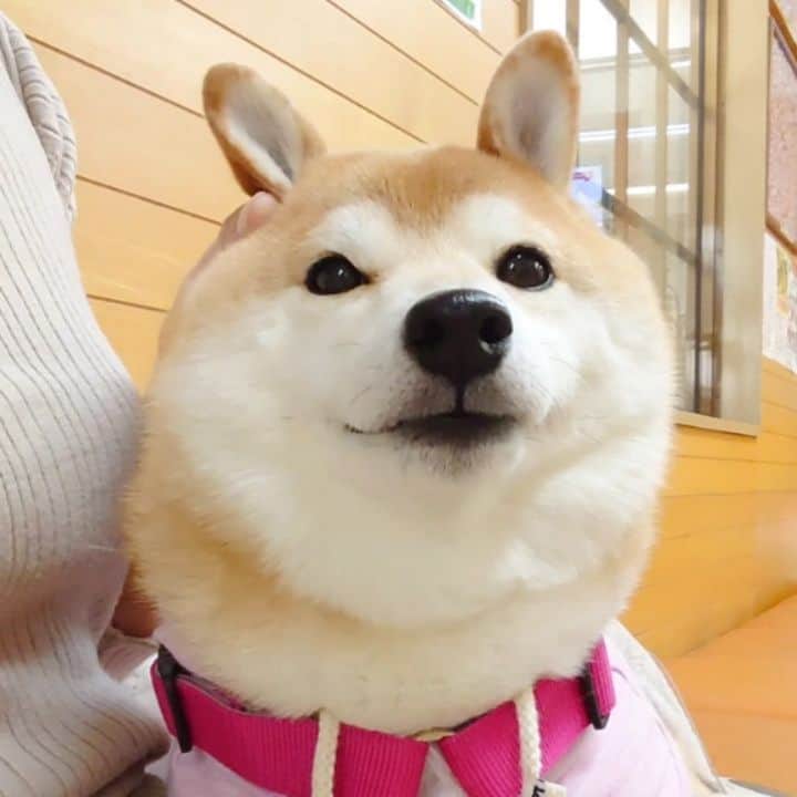 ちゃみのインスタグラム
