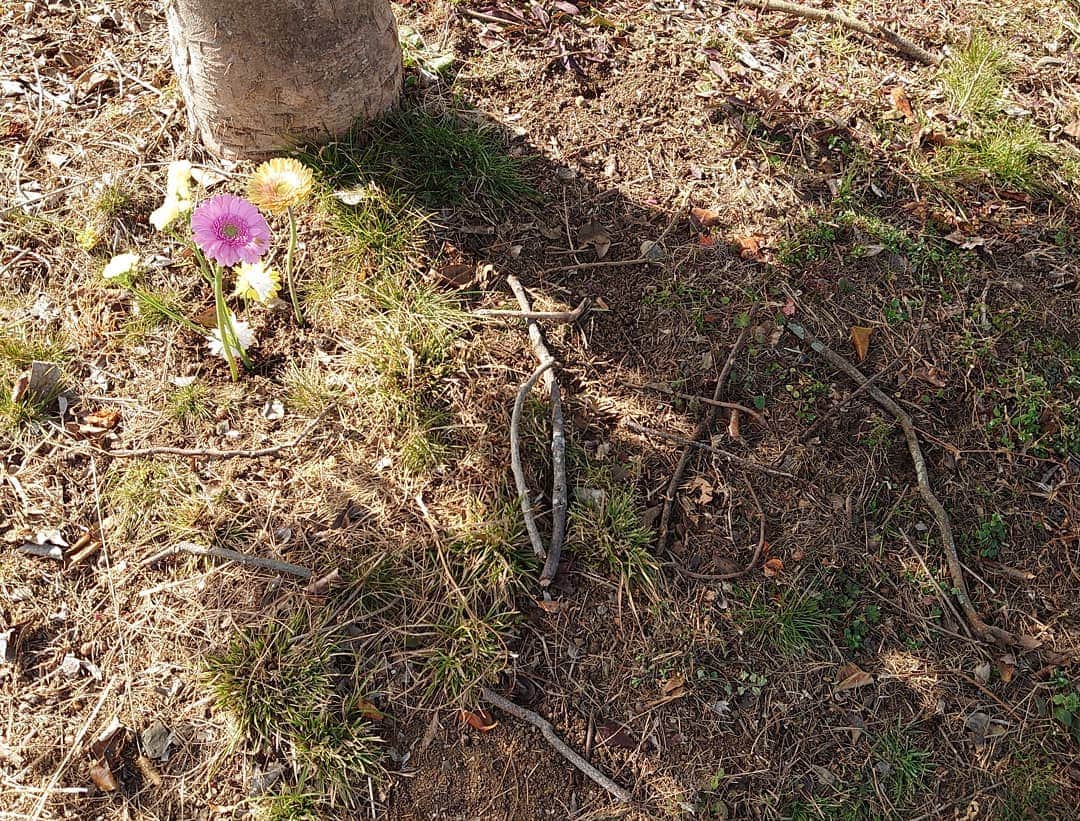 ピーチフラワーさんのインスタグラム写真 - (ピーチフラワーInstagram)「· いつも、コスモス(Hanaが飼っていた片方の鎌をなくしたカマキリ)のお墓にお花やお水を持っていってお祈りをするHanaですが、今日は「コスモスの名前を作ったから見に来て」というので一緒に行ってきました。 · お花がとってもきれいに飾ってありました。 そして、小枝で「こすもす」と作ってありました。 カタカナはまだ書けないので平仮名で書いていました。 「こんなにきれいにお花を飾ってどうやったらできたの?」と聞くと「ぶっ刺したの」 きっとお花を立てて飾りたくて試行錯誤の上、ぶっ刺して出来上がったんだなぁーと感心しました。 「名前作るの大変だったでしょう?」と聞くと「うん。『す』と『も』が難しかったよ」 『こ』以外全部難しかったのに頑張ったようです。 見えにくいですが、「こすもす」と書いてあります。 · 最近コスモスはHanaの所に遊びに来る事があります。 Hanaの頭に乗っているようで、髪を引っ張ったり、耳のそばで「カリッカリッ」と音を立てたりするんだそうです。 · · #カマキリ好き #お墓参り #お花はリビングの花瓶から調達 #ピーチフラワー #三姉妹」1月16日 20時22分 - peachflower_jp