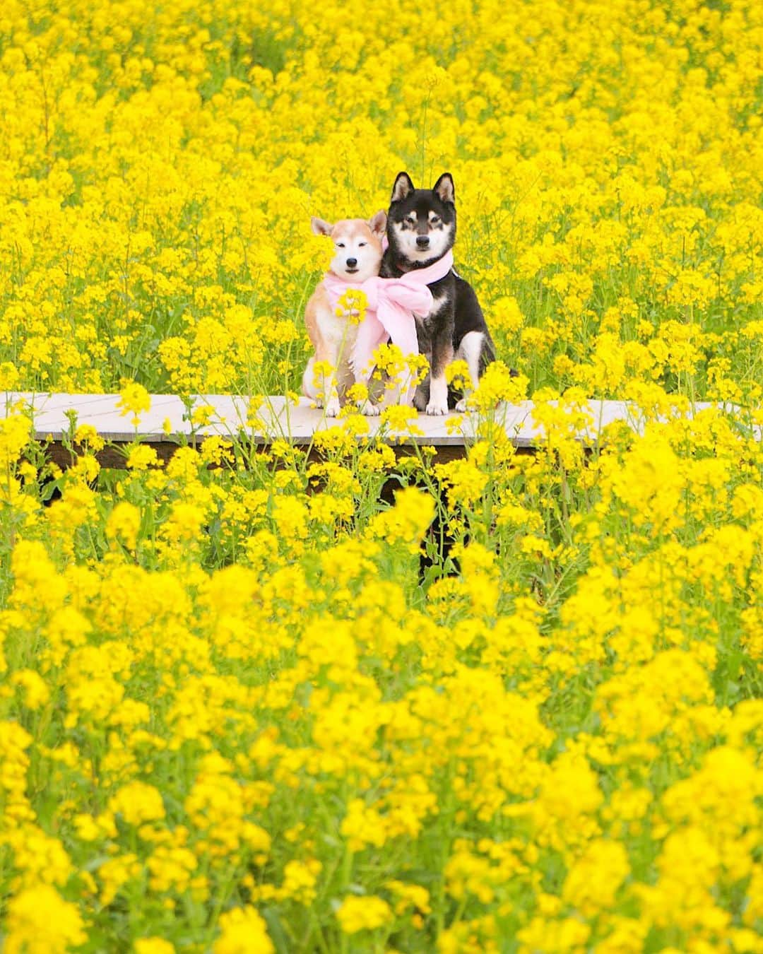 柴犬 けんしろう ゆりあのインスタグラム：「🐶🌼🐶  けんゆりからビタミン注入〜💛 . . 介護情報や食事についてDMやコメントで教えてくださったみなさん本当にありがとうございました。 お話してくださるひとつひとつの体験談が、みなさんにとってパートナーとのどれほど大切な時間だったかと思うと読みながら何度も目頭が熱くなりました。 そして、やってみていないこと、食べさせたこのないもの、まだまだあるんだと、行き詰まっていた視界が開けて、けんちゃんと試してみるのが楽しみになりました。本当にありがとうございました！  昨日はけんちゃんの通院でした🏥この10日間で、7.3kgまで落ちた体重を7.7kgまで戻すことができて本当にうれしかったです☺️けんちゃんの様子としては、ここのところ体力がぐっと落ちてしまい、右への傾きも強くなりまっすぐ歩くのが難しくなってきていますが、でもそんなことを悲観する暇がないくらい毎日ただただ愛おしいです♡ . . Location: Shizuoka(2019年2月撮影)」
