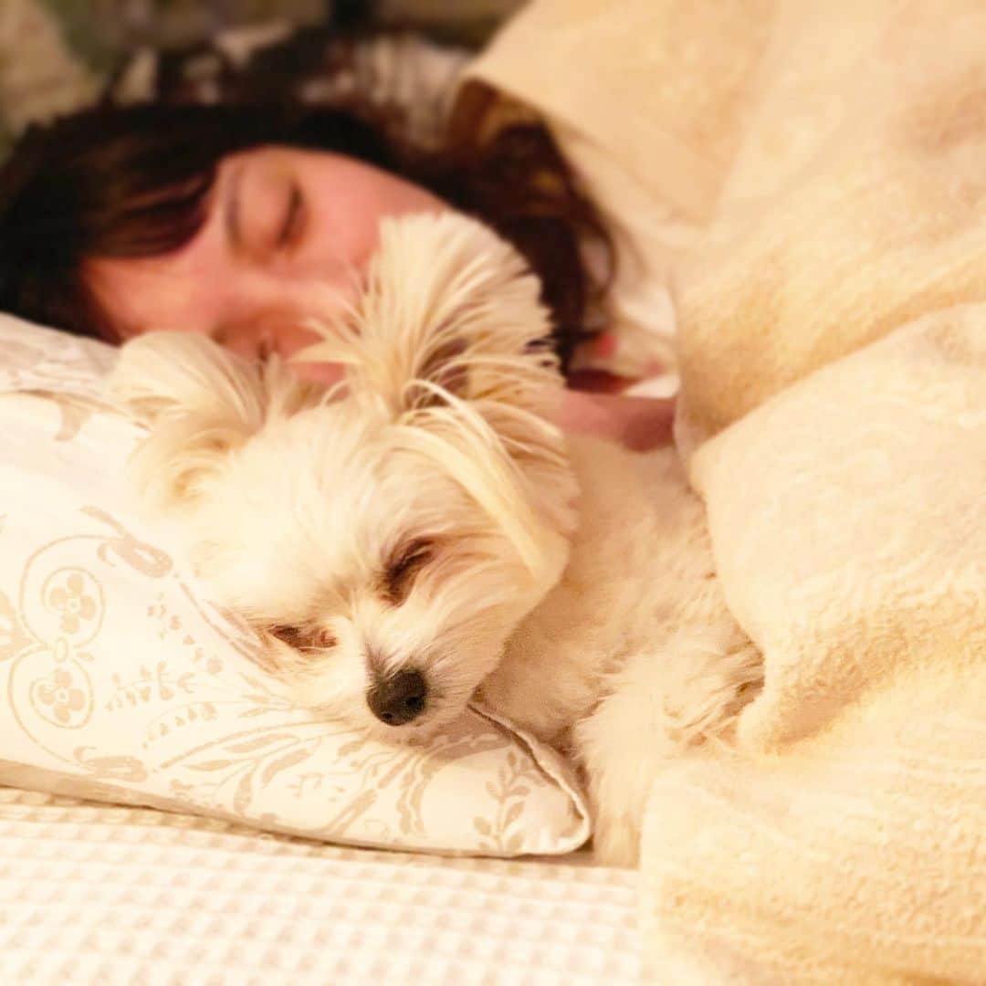 チャン・リーメイのインスタグラム：「みなさんのお家では、 ✴︎ どうやって寝ていますか🐶？ ✴︎ 我が家は… ✴︎ こんなかんじです😅🛌 ✴︎ ええ… ✴︎ 犬の育て方の教科書で、 ✴︎ 悪い例に出てきそうなかんじです😅🆖🙅‍♀️ ✴︎ 元々は足元で寝ていたのですが、 ✴︎ 最近は枕をご使用🤴✨ ✴︎ でもいいの。 ✴︎ 何と言われようと、 ✴︎ わたし的にはボクの後頭部を見ながら寝りにつくのは… ✴︎ たまりません💓 ✴︎ いつもどんな夢を見てるのかなぁ…。 ✴︎ 今日もゆっくり、おやすみなさい💤 ✴︎ #sleepingdog #いぬのいる暮らし  #どうやって寝てますか #nodognolife」