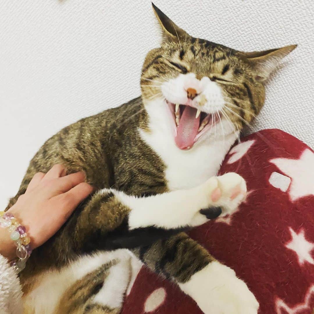 野本かりあのインスタグラム：「ふぁ〜〜〜❣」