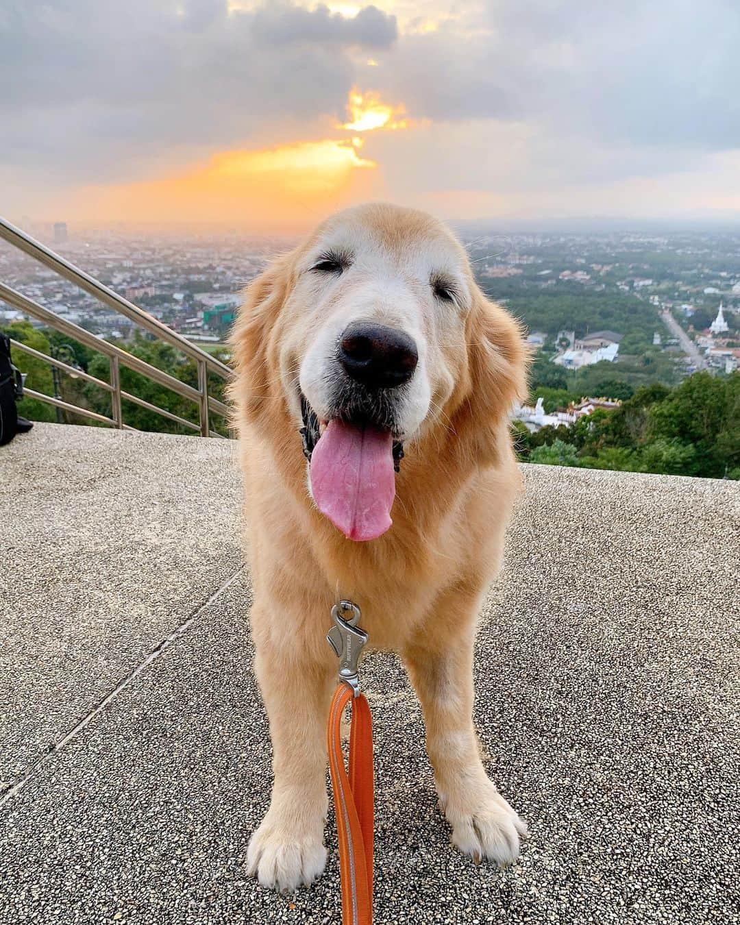 tamatamagoさんのインスタグラム写真 - (tamatamagoInstagram)「Evening walk😊  久しぶりに週末気持ちの良い天気😊 夕散歩でお山の金ピカブッダに行ったけどすごい人出😅 どこにも行かないからお山に来た、みたいな人がいっぱいと見た😅 (マオハニ地方は12月に県で感染者二人。それ以来出てないから日本より全然 いいと思うけど…。)  #久々の夕焼け #涼しくて気持ち良かった😊 　 2021/01/16  　  #タイ暮らし　#ゴールデンレトリバー　#ゴールデンレトリバーのいる生活 #大型犬　#大型犬のいる暮らし #犬バカ部 #ワンコなしでは生きて行けません会 #goldenretriever #goldenretriever #goldenretrievers #goldenretrieversofinstagram #goldenretrieversworld #ilovemydog #fluffy #doglover」1月16日 20時55分 - tamatamago