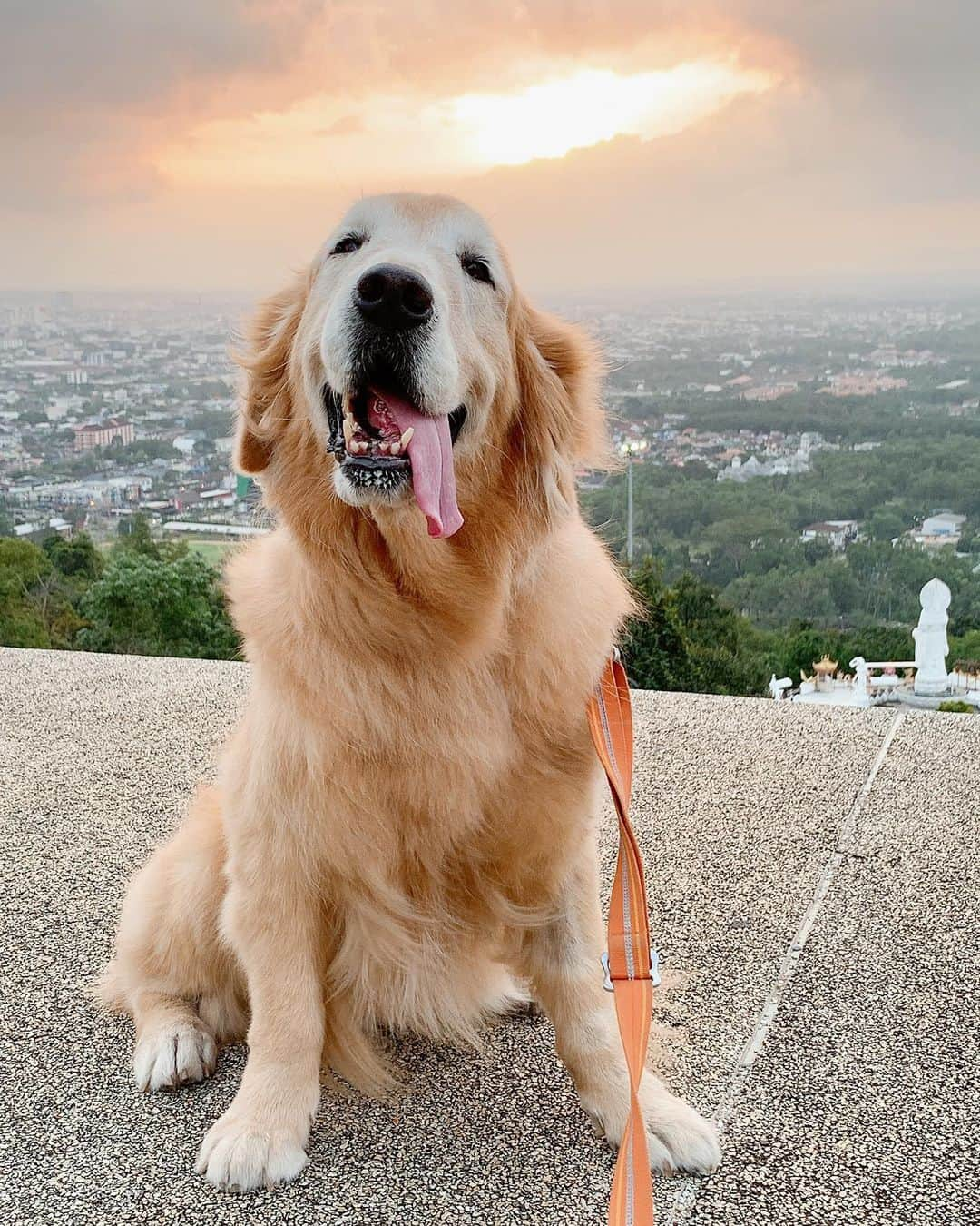 tamatamagoさんのインスタグラム写真 - (tamatamagoInstagram)「Evening walk😊  久しぶりに週末気持ちの良い天気😊 夕散歩でお山の金ピカブッダに行ったけどすごい人出😅 どこにも行かないからお山に来た、みたいな人がいっぱいと見た😅 (マオハニ地方は12月に県で感染者二人。それ以来出てないから日本より全然 いいと思うけど…。)  #久々の夕焼け #涼しくて気持ち良かった😊 　 2021/01/16  　  #タイ暮らし　#ゴールデンレトリバー　#ゴールデンレトリバーのいる生活 #大型犬　#大型犬のいる暮らし #犬バカ部 #ワンコなしでは生きて行けません会 #goldenretriever #goldenretriever #goldenretrievers #goldenretrieversofinstagram #goldenretrieversworld #ilovemydog #fluffy #doglover」1月16日 20時55分 - tamatamago