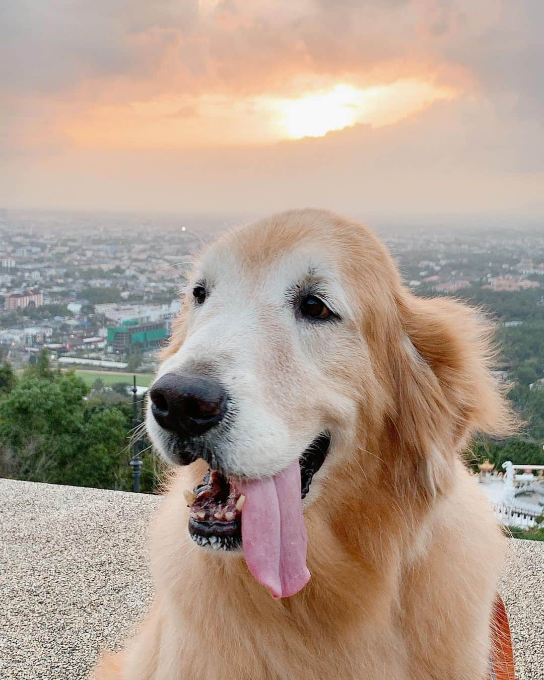 tamatamagoさんのインスタグラム写真 - (tamatamagoInstagram)「Evening walk😊  久しぶりに週末気持ちの良い天気😊 夕散歩でお山の金ピカブッダに行ったけどすごい人出😅 どこにも行かないからお山に来た、みたいな人がいっぱいと見た😅 (マオハニ地方は12月に県で感染者二人。それ以来出てないから日本より全然 いいと思うけど…。)  #久々の夕焼け #涼しくて気持ち良かった😊 　 2021/01/16  　  #タイ暮らし　#ゴールデンレトリバー　#ゴールデンレトリバーのいる生活 #大型犬　#大型犬のいる暮らし #犬バカ部 #ワンコなしでは生きて行けません会 #goldenretriever #goldenretriever #goldenretrievers #goldenretrieversofinstagram #goldenretrieversworld #ilovemydog #fluffy #doglover」1月16日 20時55分 - tamatamago