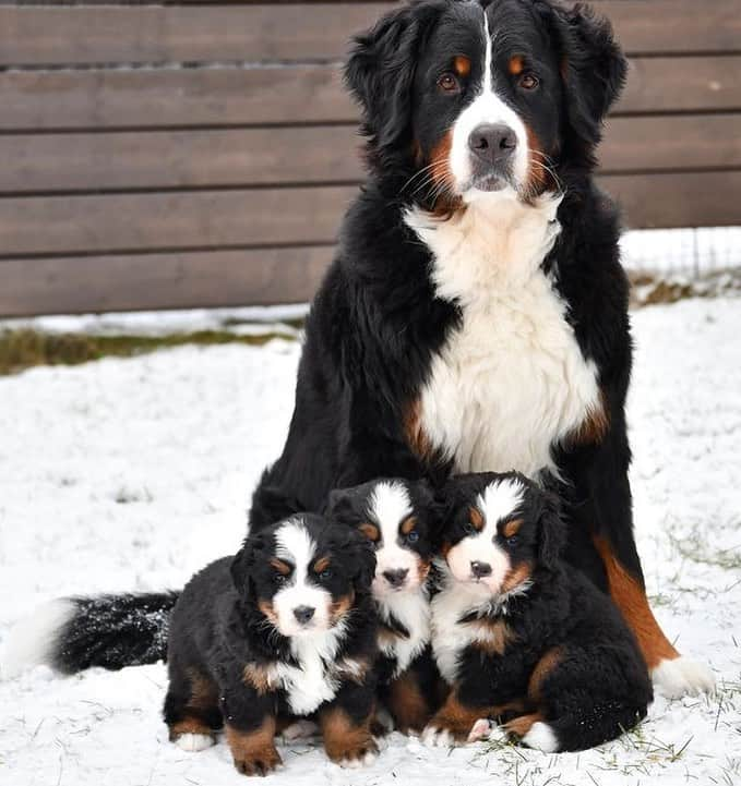 animals.coのインスタグラム：「Best family portrait 🐶❤️ Photography by @funaticbmd」