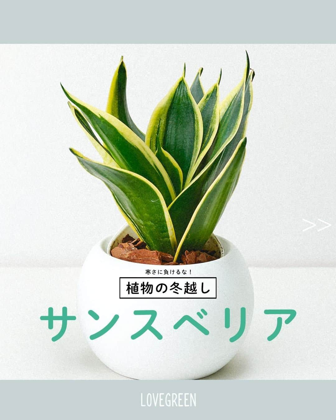 LOVEGREEN -植物と暮らしを豊かに。のインスタグラム