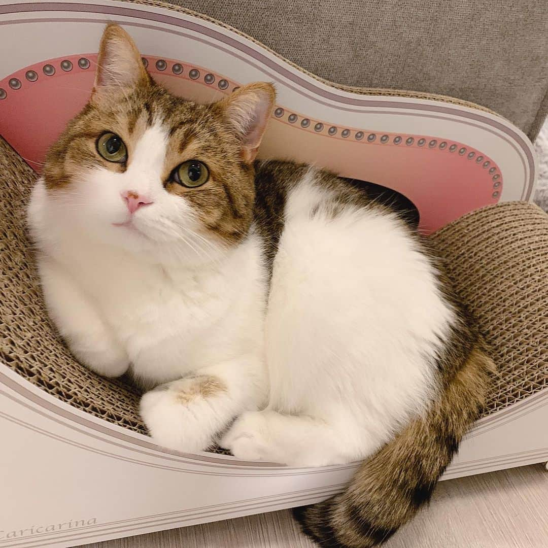 miuさんのインスタグラム写真 - (miuInstagram)「ピンクの似合う子♡ 動画途中のねむねむ〜が愛おしい🥰❤️  #cat #ミックス猫 #スコッティッシュフォールド #チンチラ #にゃ #猫 #かわいい #ペコねこ部 #みう  #甘えん坊 #ねこ #猫好きさんと繋がりたい #にゃんすたぐらむ #にゃんだふるらいふ #ねこすたぐらむ #picneko #ピクネコ #猫のいる生活 #hachiwarebroモデル #猫動画」1月16日 21時13分 - miugram0126