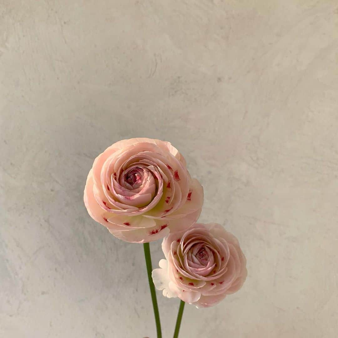 플로리스트 이주연 florist Lee Ju Yeonさんのインスタグラム写真 - (플로리스트 이주연 florist Lee Ju YeonInstagram)「. . 역대급 러넌큘러스 🤍 . #러넌큘러스 #하노이 #빨간볼하노이 . 订花 WeChat ID vaness_flower 페이팔 결제 가능  클래스상시모집 당일꽃주문가능 . #수업문의 #주문예약 #lesson #Order  Katalk ID vaness52 WeChat ID vaness_flower E-mail vanessflower@naver.com . 서초구 양재천로 123 5층 📞02-545-6813 . #vanessflower #florist #flowershop #handtied #flowerlesson #花束 #바네스플라워 #플로리스트 #꽃다발 #부케 #플로리스트학원 #플라워레슨 #양재동꽃집 #양재역꽃집 #꽃다발주문 #꽃수업 #꽃주문  #대관 #공간대여 #스튜디오대관 #자연광스튜디오 #자연광스튜디오대관 #스튜디오」1月16日 21時07分 - vanessflower