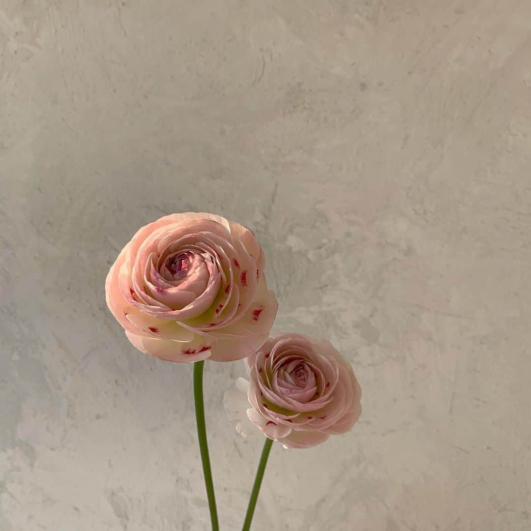 플로리스트 이주연 florist Lee Ju Yeonさんのインスタグラム写真 - (플로리스트 이주연 florist Lee Ju YeonInstagram)「. . 역대급 러넌큘러스 🤍 . #러넌큘러스 #하노이 #빨간볼하노이 . 订花 WeChat ID vaness_flower 페이팔 결제 가능  클래스상시모집 당일꽃주문가능 . #수업문의 #주문예약 #lesson #Order  Katalk ID vaness52 WeChat ID vaness_flower E-mail vanessflower@naver.com . 서초구 양재천로 123 5층 📞02-545-6813 . #vanessflower #florist #flowershop #handtied #flowerlesson #花束 #바네스플라워 #플로리스트 #꽃다발 #부케 #플로리스트학원 #플라워레슨 #양재동꽃집 #양재역꽃집 #꽃다발주문 #꽃수업 #꽃주문  #대관 #공간대여 #스튜디오대관 #자연광스튜디오 #자연광스튜디오대관 #스튜디오」1月16日 21時07分 - vanessflower