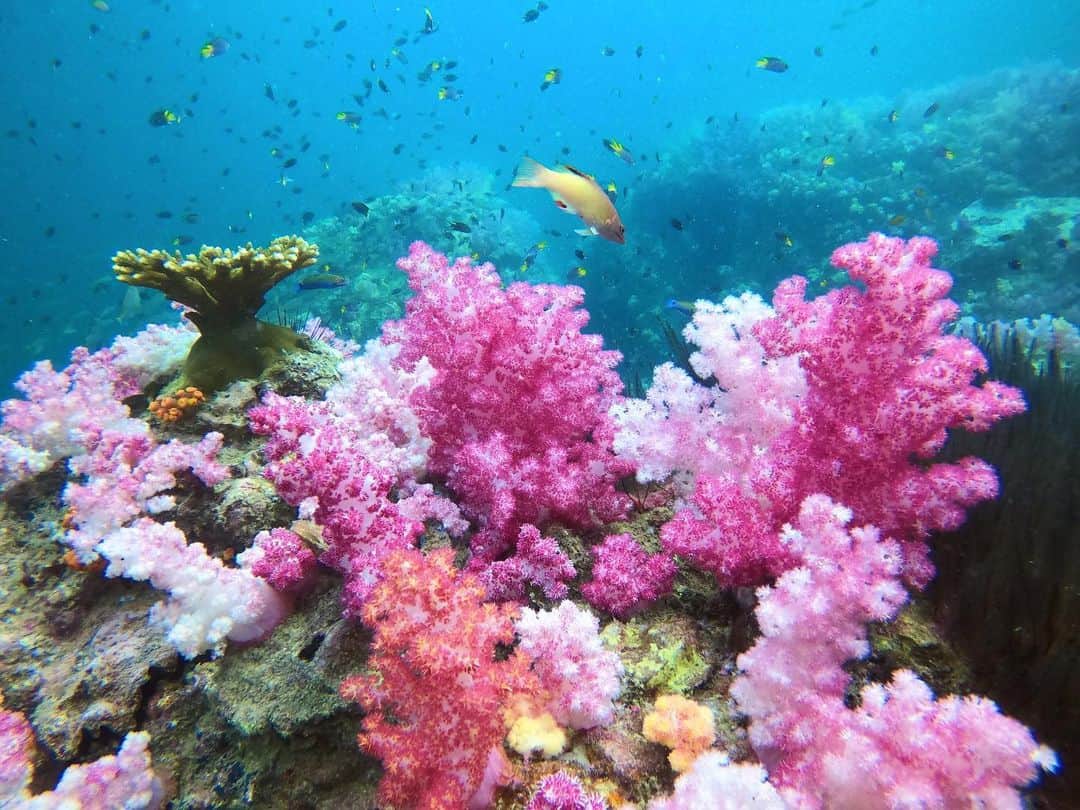 Amata Chittaseneeさんのインスタグラム写真 - (Amata ChittaseneeInstagram)「We dream in colors borrowed from the sea 🐬🐙🐡🐟🦀🐳 #สตูล #หินขาว #pearypieamazingthailand  #reefguardian #saveouroceans #softcorals #coral #diving #scubadiving #satun #thailand」1月16日 21時22分 - pearypie