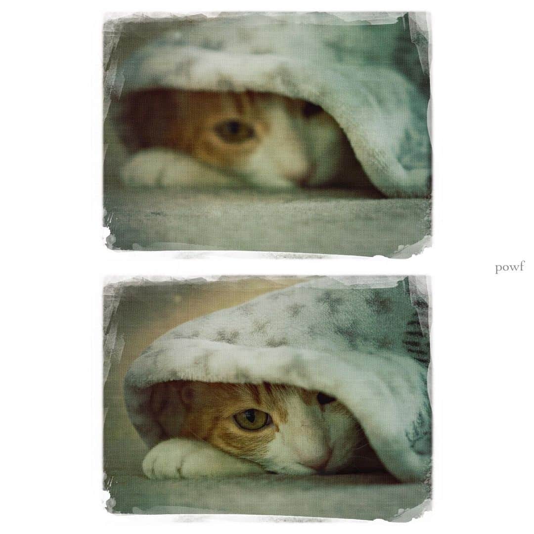 anemone_69のインスタグラム：「🐈 . #ハカセとキョウジュ #茶トラ白 #茶白 #cat #猫 #保護猫 . #DreamCanvas_powf . . .」