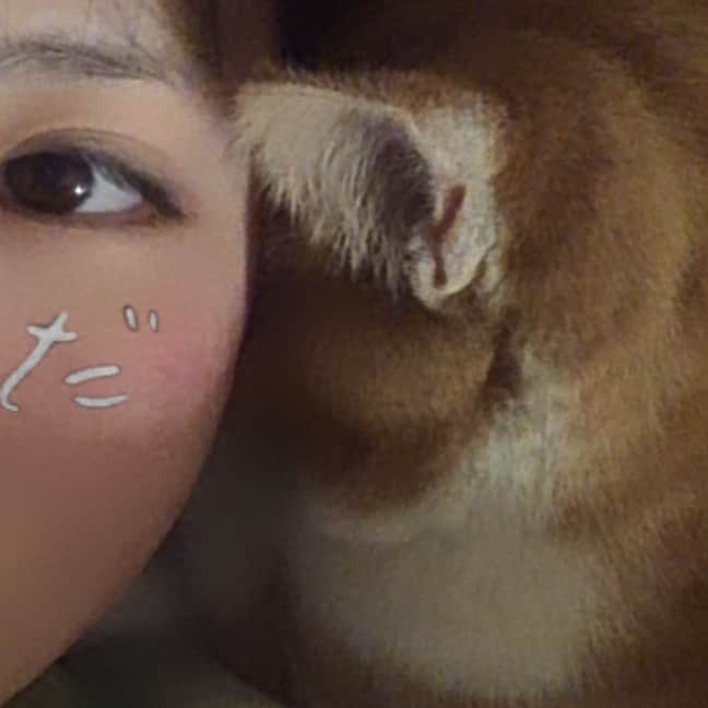 中野みやびのインスタグラム：「ねと  #ねと #猫 #cat #かわいい #大好き #pet #ペット #love #heart #茶トラ #自撮り #睡眠 #sleep #ねこすたぐらむ #ねこのいる生活 #ねこ #ねこ部 #ねこのきもち #中野みやび #みやび」