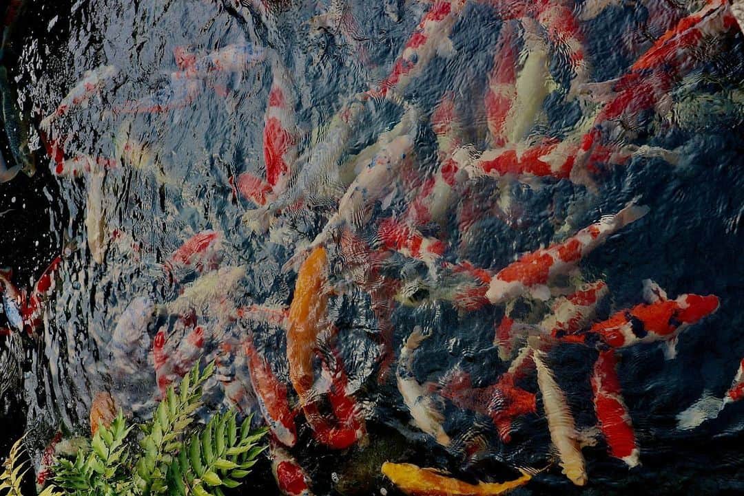 原あやののインスタグラム：「鮮やか🦐  #photography#camera#鯉#日本#はらさんぽ」