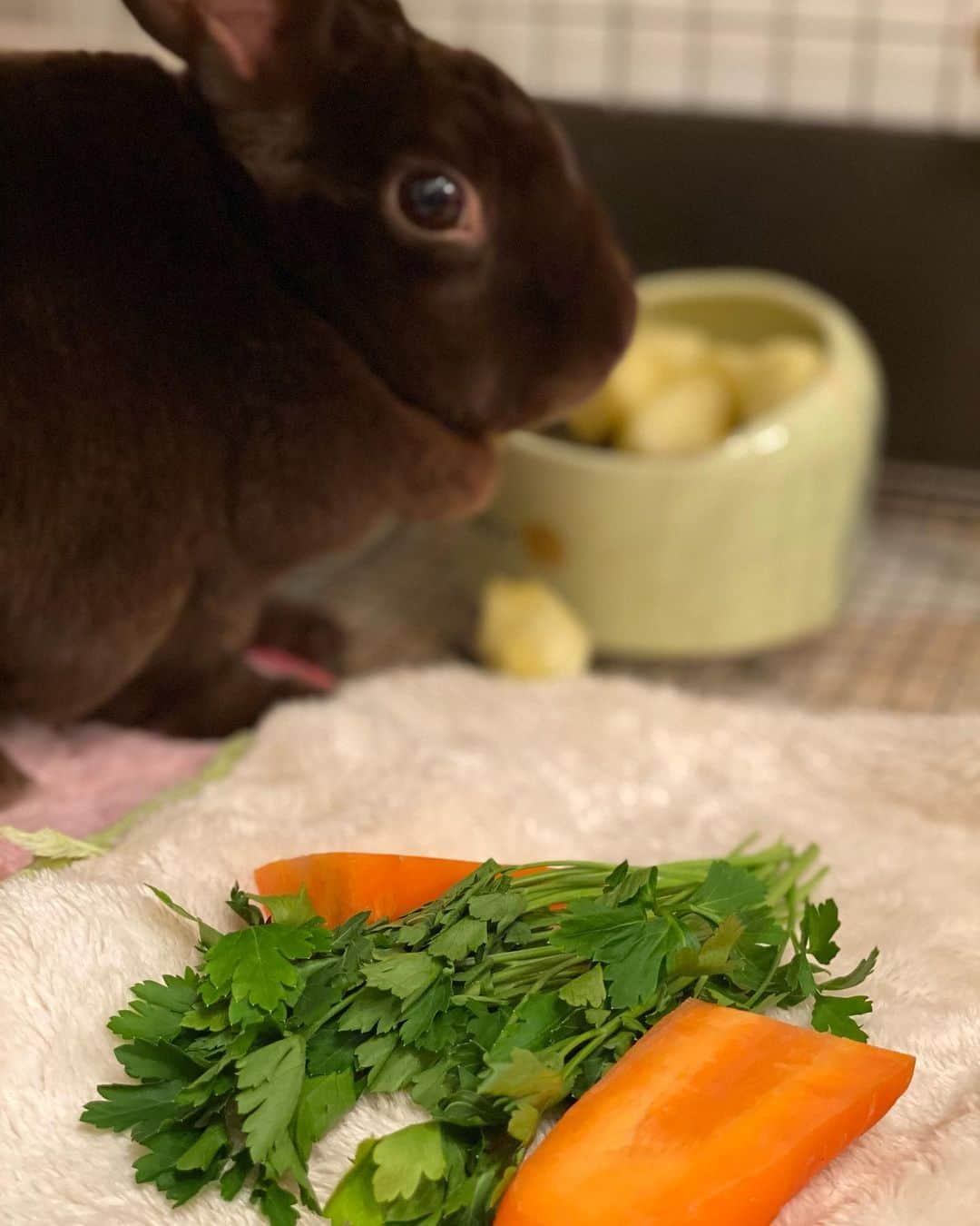 里美ゆりあのインスタグラム：「うさぎ🐇ごはん🐰  #パクチー #にんじん  #りんご #セロリ #大葉 #うさぎ #チョコ #好きな食べ物 #rabbit」