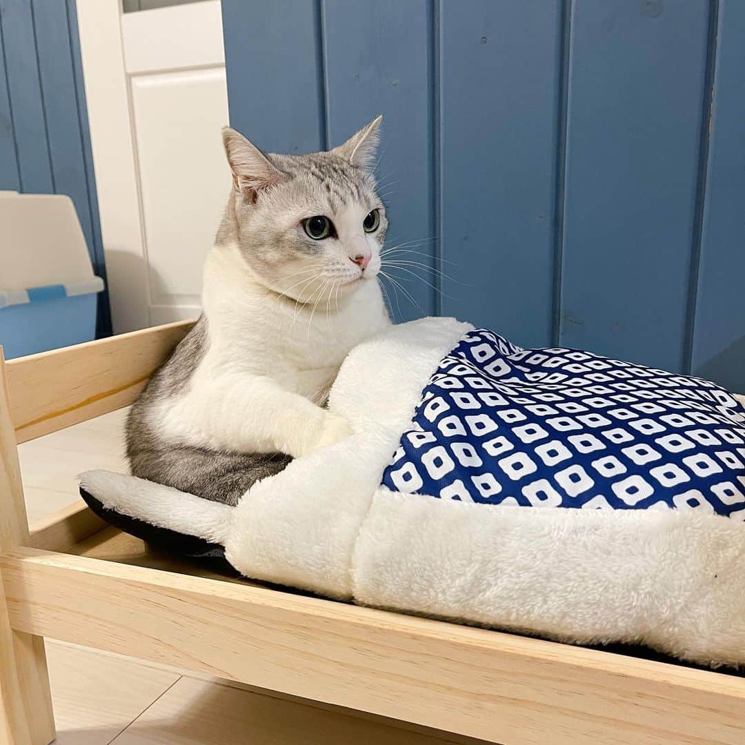 Sakiさんのインスタグラム写真 - (SakiInstagram)「* Hey guys. So I got them a new bed at the @3coins_official  The bed was 15USD and the futon was like 5USD. . 3coinsで見つけてつい買ってしまったペット用ベッド🛏 ベッド1,500円、布団500円。買っちゃうよね。 #元野良猫部 #元野良もカワイイ説普及隊 *」1月16日 21時42分 - rubyeve12