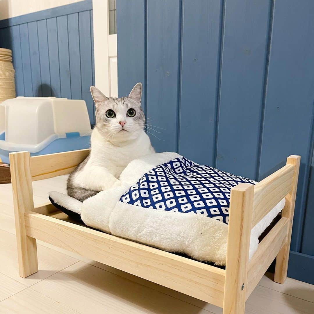 のインスタグラム：「* Hey guys. So I got them a new bed at the @3coins_official  The bed was 15USD and the futon was like 5USD. . 3coinsで見つけてつい買ってしまったペット用ベッド🛏 ベッド1,500円、布団500円。買っちゃうよね。 #元野良猫部 #元野良もカワイイ説普及隊 *」