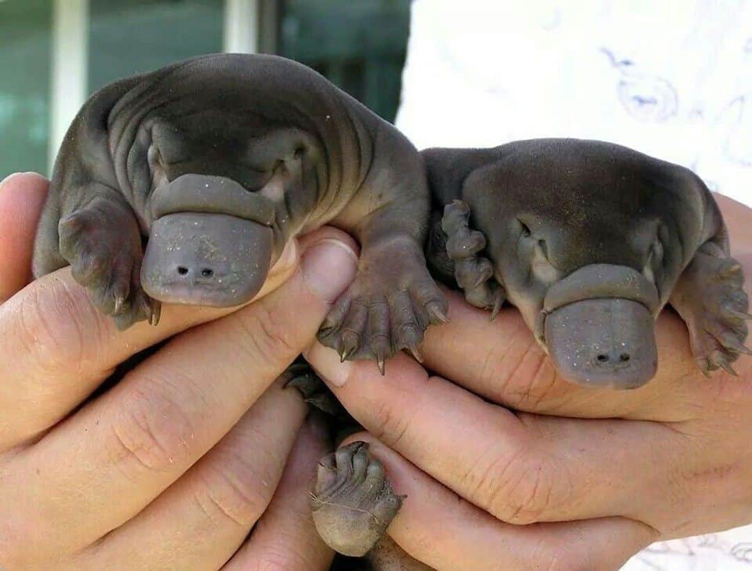 Baby Animalsさんのインスタグラム写真 - (Baby AnimalsInstagram)「Baby platypus, why are you so cute!」1月17日 7時32分 - thebabyanimals