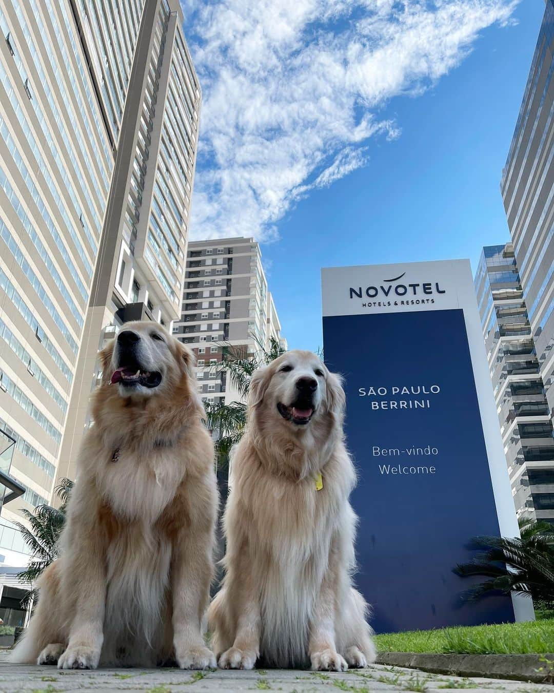 Bobさんのインスタグラム写真 - (BobInstagram)「#ExpediçõesOlaPetSP Desta vez estamos no @novotelspberrini que é Petfriendly 👏🐾🐾! Mais uma dica que o time @olapet.friendly traz pra vocês! . #ExpediçõesOlaPet  #HyundaiPets . Destino: São Paulo  Hotel: @novotelspberrini  . #hotel #hotelaria #hotelpetfriendly #turismo #roteiros #dicas #dicasdeviagem #saopaulo #sp #sampa #novotel #berrini #novotelberrini #olapetfriendly #dogs #dogslovers #pets #petlovers #goldenretriever #vejasp #instagram #instagramers」1月17日 7時49分 - bob_marley_goldenretriever