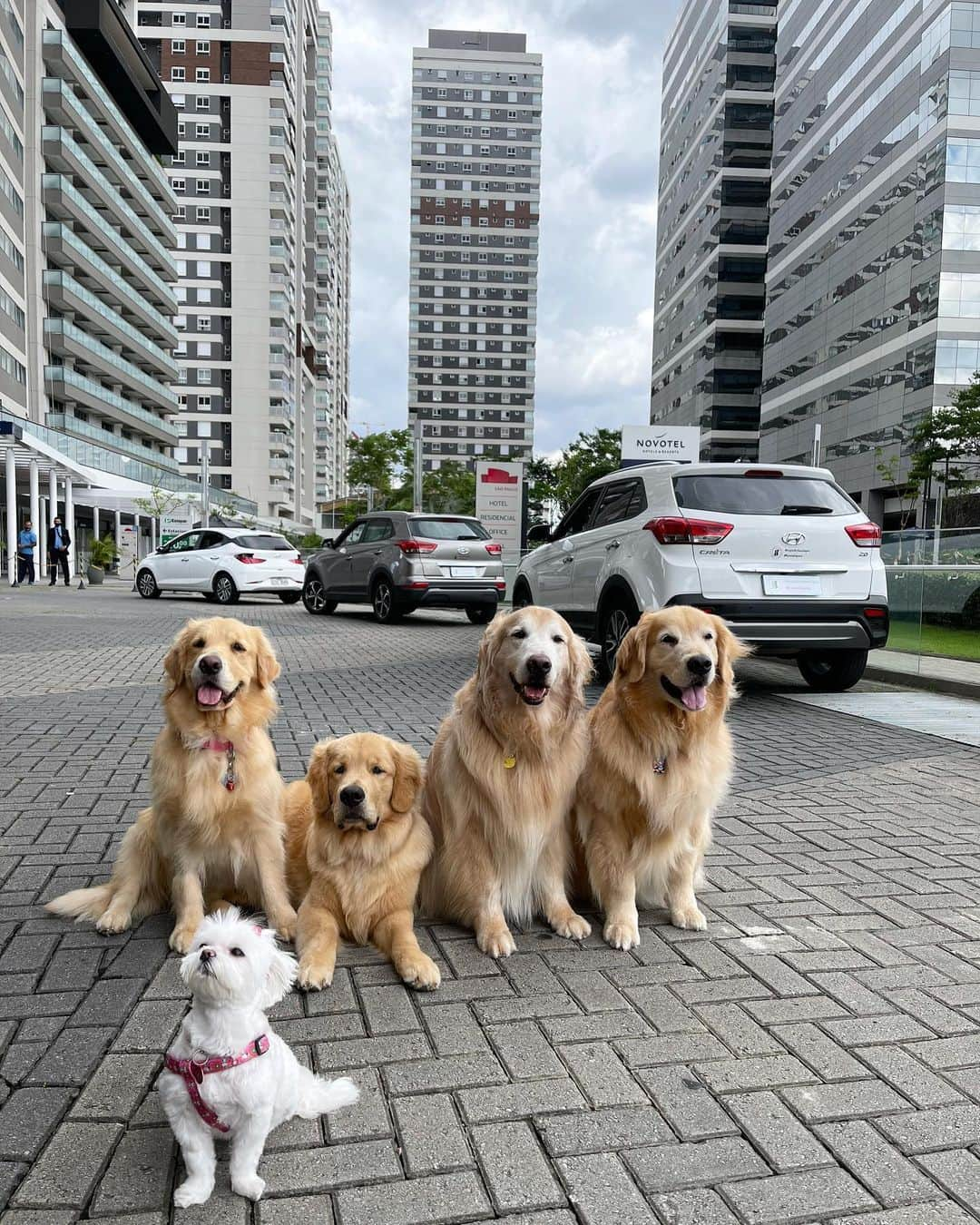 Bobさんのインスタグラム写真 - (BobInstagram)「#ExpediçõesOlaPetSP Desta vez estamos no @novotelspberrini que é Petfriendly 👏🐾🐾! Mais uma dica que o time @olapet.friendly traz pra vocês! . #ExpediçõesOlaPet  #HyundaiPets . Destino: São Paulo  Hotel: @novotelspberrini  . #hotel #hotelaria #hotelpetfriendly #turismo #roteiros #dicas #dicasdeviagem #saopaulo #sp #sampa #novotel #berrini #novotelberrini #olapetfriendly #dogs #dogslovers #pets #petlovers #goldenretriever #vejasp #instagram #instagramers」1月17日 7時49分 - bob_marley_goldenretriever