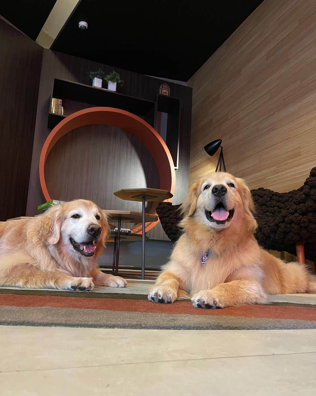 Bobさんのインスタグラム写真 - (BobInstagram)「#ExpediçõesOlaPetSP Desta vez estamos no @novotelspberrini que é Petfriendly 👏🐾🐾! Mais uma dica que o time @olapet.friendly traz pra vocês! . #ExpediçõesOlaPet  #HyundaiPets . Destino: São Paulo  Hotel: @novotelspberrini  . #hotel #hotelaria #hotelpetfriendly #turismo #roteiros #dicas #dicasdeviagem #saopaulo #sp #sampa #novotel #berrini #novotelberrini #olapetfriendly #dogs #dogslovers #pets #petlovers #goldenretriever #vejasp #instagram #instagramers」1月17日 7時49分 - bob_marley_goldenretriever