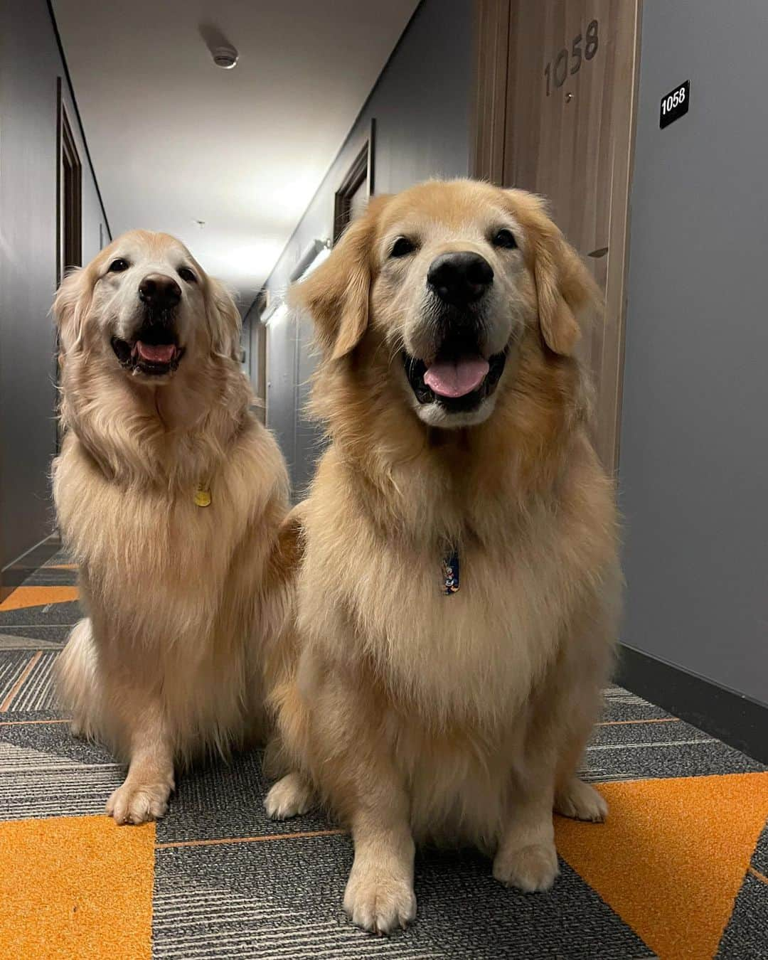 Bobさんのインスタグラム写真 - (BobInstagram)「#ExpediçõesOlaPetSP Desta vez estamos no @novotelspberrini que é Petfriendly 👏🐾🐾! Mais uma dica que o time @olapet.friendly traz pra vocês! . #ExpediçõesOlaPet  #HyundaiPets . Destino: São Paulo  Hotel: @novotelspberrini  . #hotel #hotelaria #hotelpetfriendly #turismo #roteiros #dicas #dicasdeviagem #saopaulo #sp #sampa #novotel #berrini #novotelberrini #olapetfriendly #dogs #dogslovers #pets #petlovers #goldenretriever #vejasp #instagram #instagramers」1月17日 7時49分 - bob_marley_goldenretriever