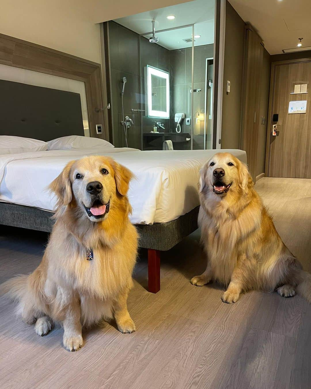 Bobさんのインスタグラム写真 - (BobInstagram)「#ExpediçõesOlaPetSP Desta vez estamos no @novotelspberrini que é Petfriendly 👏🐾🐾! Mais uma dica que o time @olapet.friendly traz pra vocês! . #ExpediçõesOlaPet  #HyundaiPets . Destino: São Paulo  Hotel: @novotelspberrini  . #hotel #hotelaria #hotelpetfriendly #turismo #roteiros #dicas #dicasdeviagem #saopaulo #sp #sampa #novotel #berrini #novotelberrini #olapetfriendly #dogs #dogslovers #pets #petlovers #goldenretriever #vejasp #instagram #instagramers」1月17日 7時49分 - bob_marley_goldenretriever