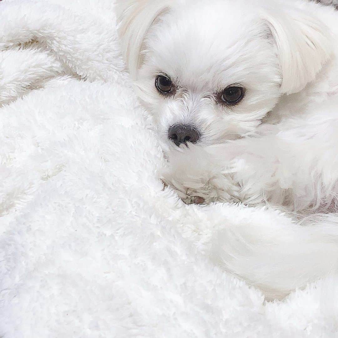 のインスタグラム：「． ☁️🐶💘🤦‍♀️💕 ． #マメモチ #モチ #マルチワ」