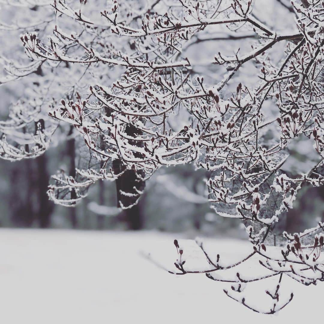 三浦瑠麗さんのインスタグラム写真 - (三浦瑠麗Instagram)「朝目覚めたら木の枝に雪が積もっていた。 ドウダンツツジ、石楠花。」1月17日 7時57分 - lullymiura