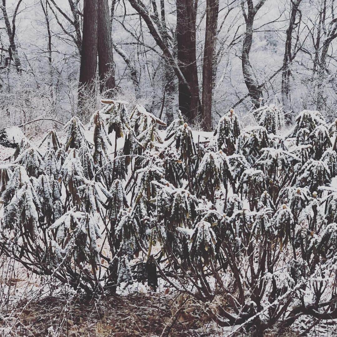 三浦瑠麗さんのインスタグラム写真 - (三浦瑠麗Instagram)「朝目覚めたら木の枝に雪が積もっていた。 ドウダンツツジ、石楠花。」1月17日 7時57分 - lullymiura