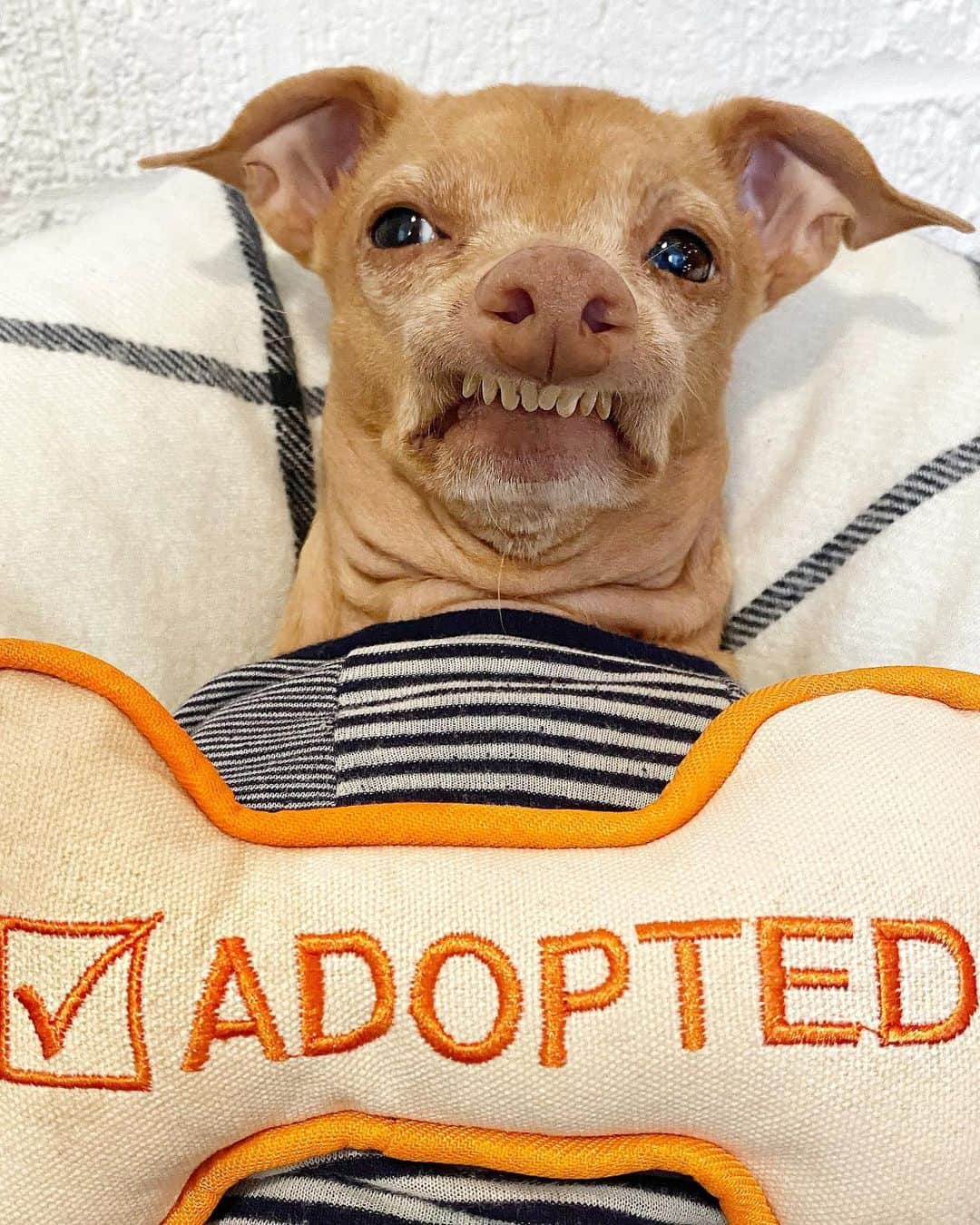 Tuna {breed:chiweenie} さんのインスタグラム写真 - (Tuna {breed:chiweenie} Instagram)「The beauty of adoption is... I get to look at this face and nibble on this neck,  every single day, in person. #grateful #shrivelneck What’s the beauty of adoption for you? ☺️ Let me know your reason regarding your adopted pets. #adoptdontshop」1月17日 8時05分 - tunameltsmyheart