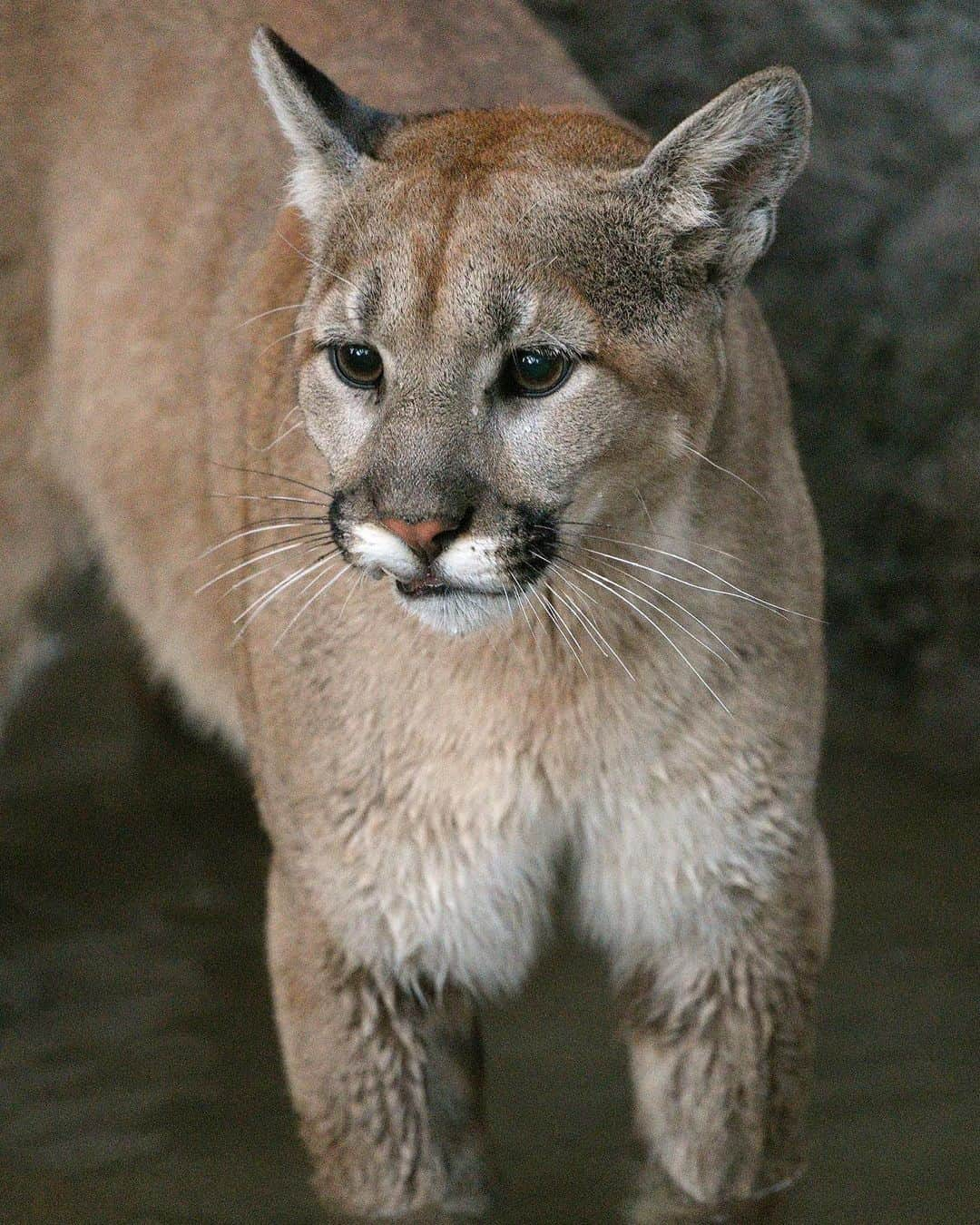 San Diego Zooのインスタグラム