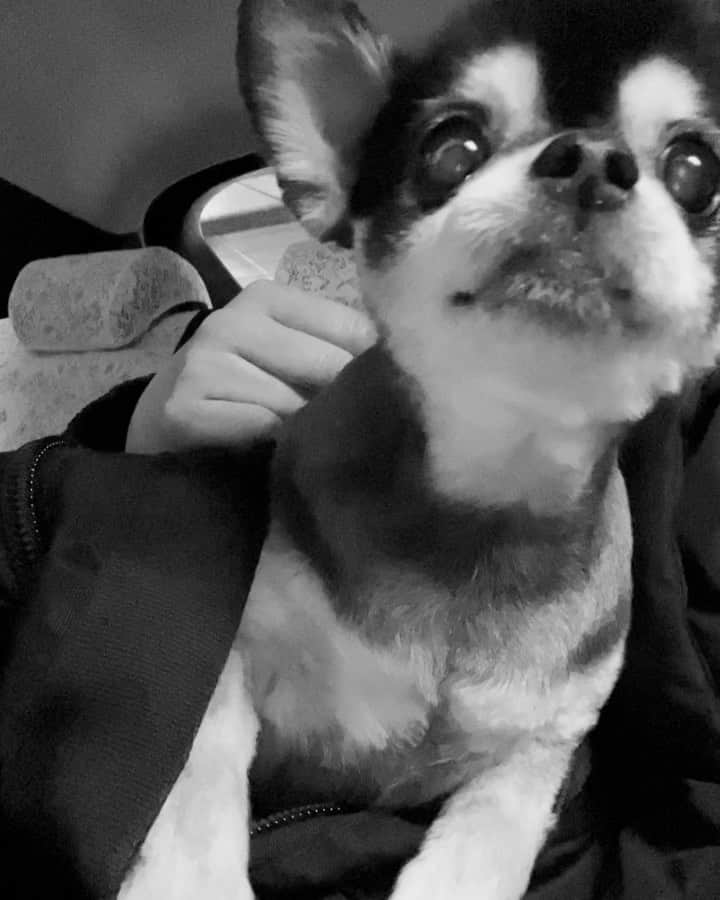 MARISのインスタグラム：「She  cut her hair.And she is so so so adorable 😍 I love my angel the most forever and ever❤️ #puppy #dog #doggy #family #baby #chihuahua #チワワ」