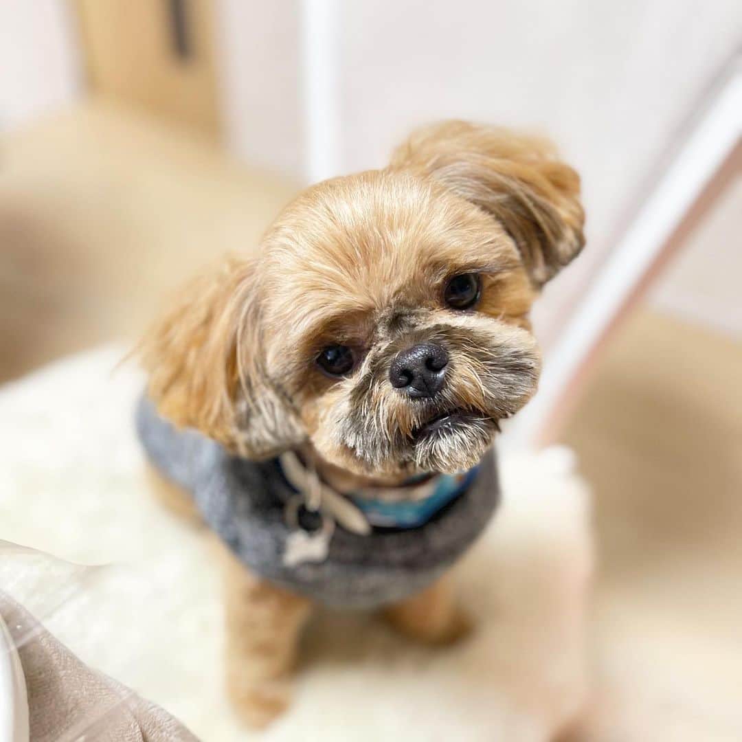 巴山萌菜さんのインスタグラム写真 - (巴山萌菜Instagram)「せっかく可愛く撮れたのに、歯が出てる🐶笑  #ペキプーのくるくん #ペキプー #トイプードル #ペキニーズ #ミックス犬 #短足犬 #はなぺちゃ犬」1月16日 23時44分 - mona_tomoyama