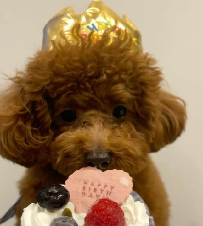 のインスタグラム：「ハピバのドヴィー君❗️🎉 #1歳 #トイプードル #男の子#大魔神ちの犬 #愛犬#toypoodle #dog  【お知らせ】 新年の甘鯛釣り、本日YouTubeで配信中です！😊🎣 #佐々木主浩釣りチャンネル  #youtube #釣り好き #fishing #🎣  #甘鯛」