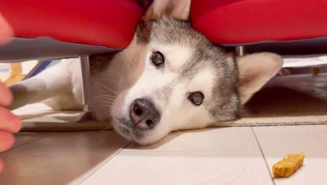 プピプピ文太のインスタグラム：「ソファの間に挟まりブンブン！ オヤツあげたらこのまま食べてた🍖 #siberianhusky #husky #dog #シベリアンハスキー　#犬」