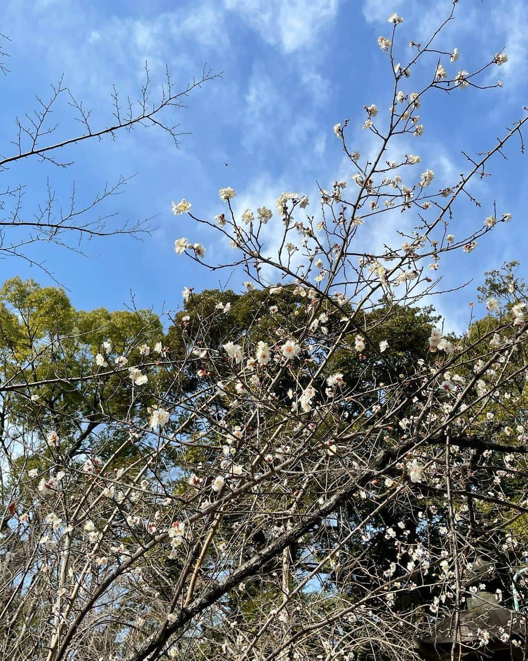 和泉佳子さんのインスタグラム写真 - (和泉佳子Instagram)「今日は、一粒万倍日、天赦日、甲子の日、3つが重なる最強開運日✨✨✨  そんな良き日の午前中、氏神様にお参りに伺いました⛩  密を避けてお正月は初詣には行かなかったので、今日が私の初詣です⛩  今日は、梅の花が咲き始めるほど暖かくて、とっても気持ちの良いお天気でした🥰  ドキドキしながらおみくじをひいたら、中吉✨  願望(ねがいごと)は、時を待て叶う… との事で、まあ、良しと受け止めよう😉笑  今年一年、健康で、平和な一年になりますように✨  P.S 初詣の後に食べに行った久しぶりのお蕎麦、美味しかった〜🥰  #和泉佳子　#初詣  #おみくじ　#中吉　#赤坂氷川神社　#氏神様　#更科堀井」1月17日 0時01分 - yoshiko_izumi