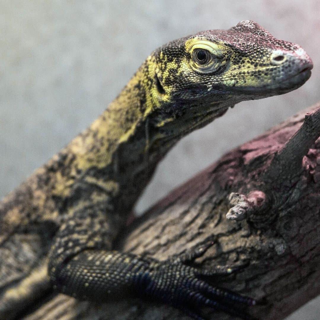 スミソニアン国立動物園さんのインスタグラム写真 - (スミソニアン国立動物園Instagram)「❤️🐉 Today is Appreciate a Dragon Day! Meet Onyx, the Reptile Discovery Center's new young Komodo dragon, in this update from animal keeper Matt Neff. ✏️STORY: https://s.si.edu/2MXdPkT. (Link in bio.)」1月17日 0時30分 - smithsonianzoo