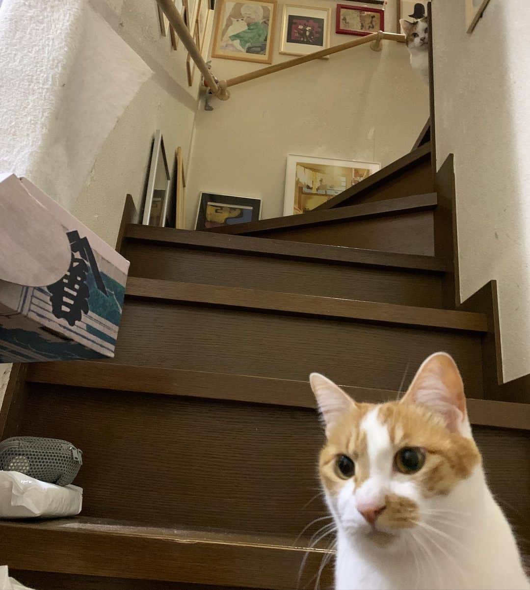 Kachimo Yoshimatsuさんのインスタグラム写真 - (Kachimo YoshimatsuInstagram)「のぞいてた。  #うちの猫ら #mikeko #oinari #猫 #ねこ #cat #ネコ #catstagram #ネコ部 http://kachimo.exblog.jp」1月17日 0時36分 - kachimo