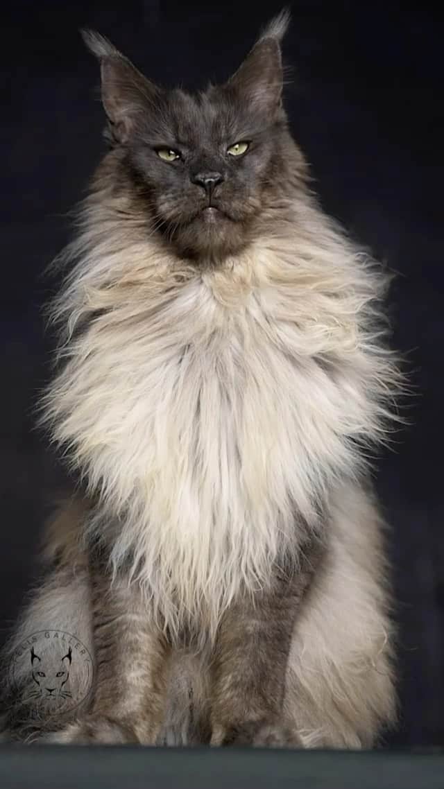 Cats of Instagramのインスタグラム