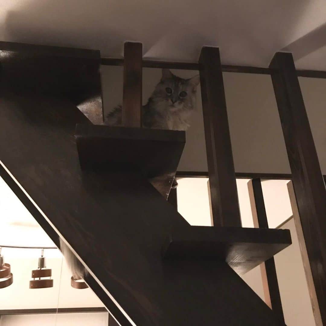 大山純さんのインスタグラム写真 - (大山純Instagram)「ひょいひょいと階段を登った。大晦日ぶりだ。一度おりてまた登った。階段の主復活かなぁ？嬉しいなあ。あなた寝たきりだったのよ？ #今日のめいねこ」1月17日 0時56分 - oj_japan