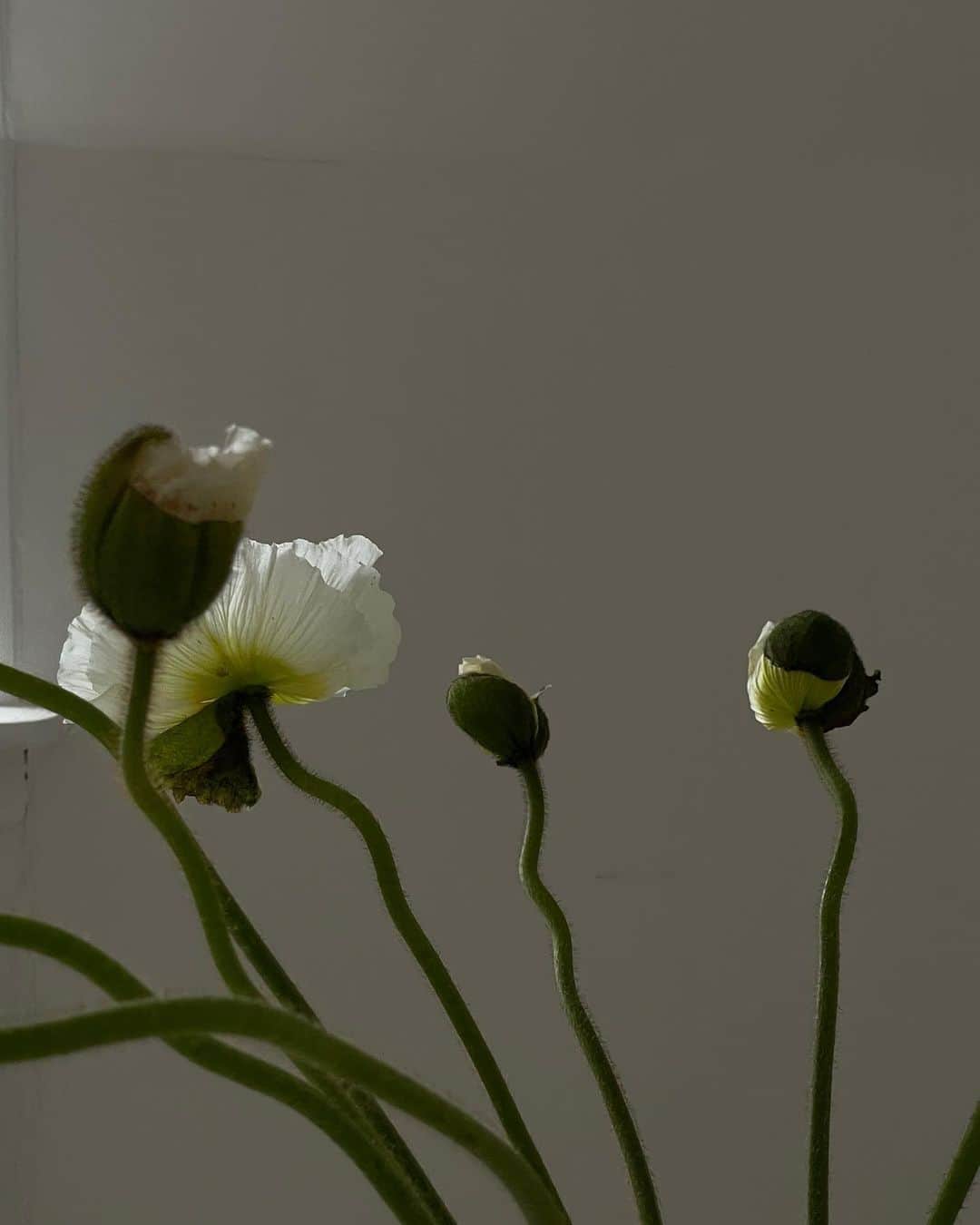 Mathilde Goehlerのインスタグラム：「Poppy’s 🤍」
