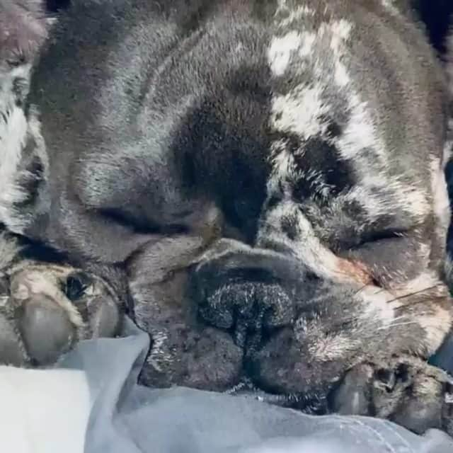 French Bulldogのインスタグラム