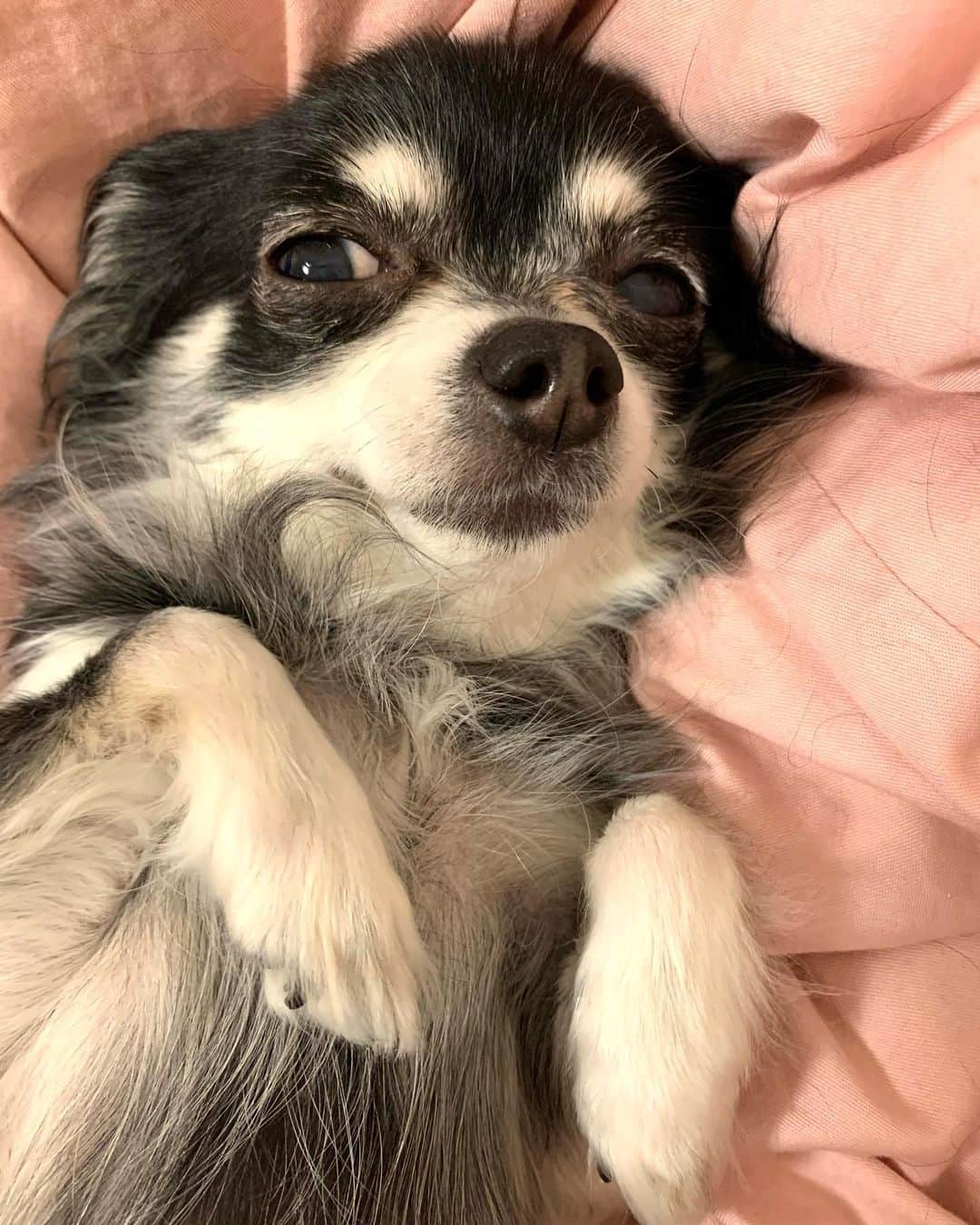 のインスタグラム：「お眠なルーナちゃん🥱 可愛い〜💕 お手手も可愛い☺️  おやすみなさい🌙  #ルーナ #チワワ #chihuahua  #チワワ11歳」
