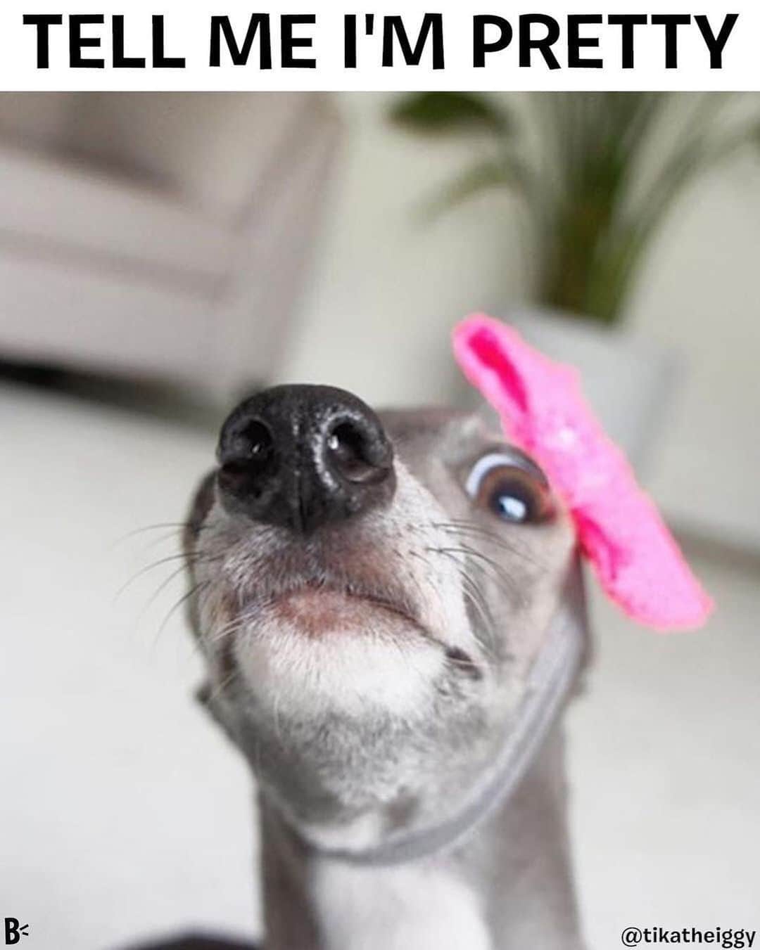 BarkBoxのインスタグラム：「TELL! HER! GO TELL HER!! @tikatheiggy We love u 😘」